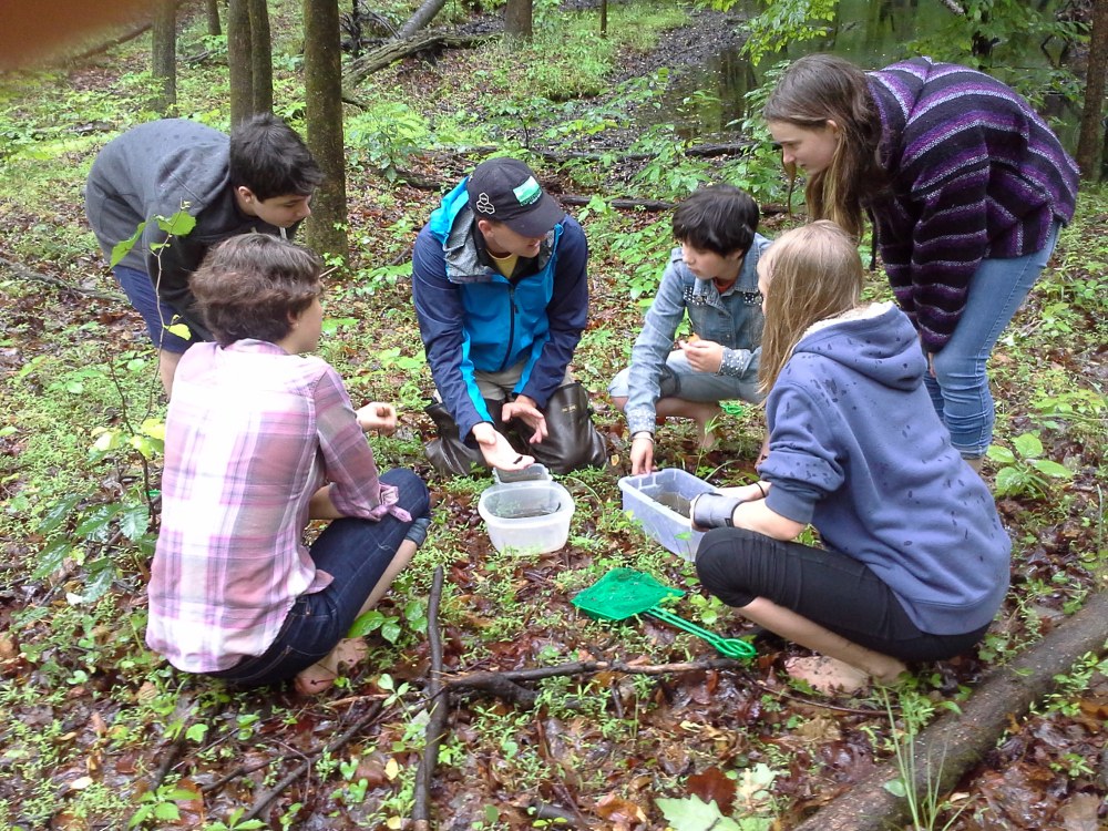 Nature class examining salamander larva netted in vernal pool
